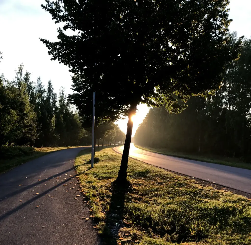 Aurinko puun takana